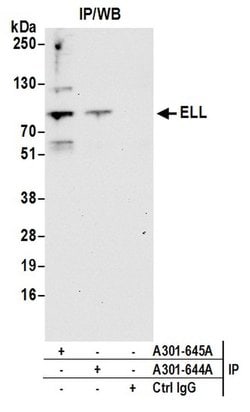 ELL Rabbit anti-Human, Polyclonal, Bethyl Laboratories 100 &mu;L; Unconjugated:Antibodies,