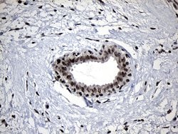 ELL Monoclonal Antibody (OTI2H7), TrueMAB , OriGene 100 &mu;L; Unconjugated:Antibodies,