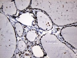 ELL Monoclonal Antibody (OTI2H7), TrueMAB , OriGene:Antibodies:Primary