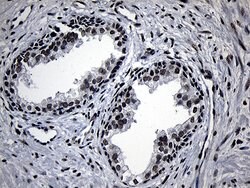 ELL Monoclonal Antibody (OTI2H7), TrueMAB , OriGene 100 &mu;L; Unconjugated:Antibodies,