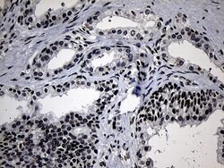 ELL Monoclonal Antibody (OTI2H7), TrueMAB , OriGene 100 &mu;L; Unconjugated:Antibodies,