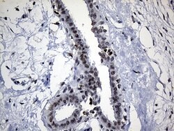 ELL Mouse anti-Human, Clone: OTI5E12, lyophilized, TrueMAB 100 &mu;g; Unconjugated:Antibodies,