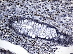 ELL Mouse anti-Human, Clone: OTI5E12, lyophilized, TrueMAB 100 &mu;g; Unconjugated:Antibodies,
