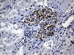 ELL Mouse anti-Human, Clone: OTI5E12, lyophilized, TrueMAB 100 &mu;g; Unconjugated:Antibodies,
