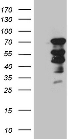 ELL Monoclonal Antibody (OTI2H7), TrueMAB , OriGene:Antibodies:Primary