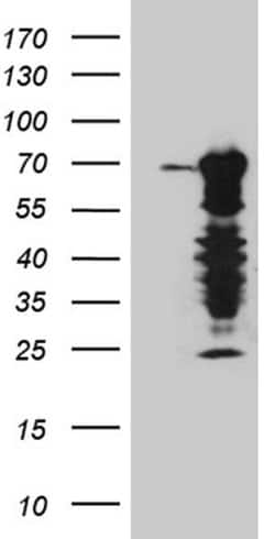 ELL Monoclonal Antibody (OTI1B5), TrueMAB , OriGene 100 &mu;L; Unconjugated:Antibodies,