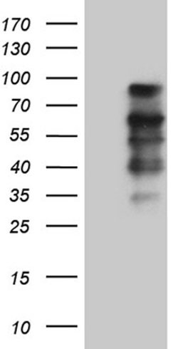 ELL Mouse anti-Human, Clone: OTI5E12, lyophilized, TrueMAB 100 &mu;g; Unconjugated:Antibodies,