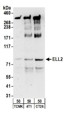 ELL2 Rabbit anti-Human, Mouse, Polyclonal, Bethyl Laboratories 100 &mu;L | Buy Online | Bethyl Laboratories, Inc | Fisher Scientific