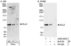 ELL2 Rabbit anti-Human, Mouse, Polyclonal, Bethyl Laboratories 100 &mu;L | Buy Online | Bethyl Laboratories, Inc | Fisher Scientific