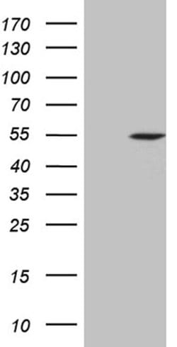 ELP4 Mouse anti-Human, Clone: OTI4H10, lyophilized, TrueMAB 100 &mu;g;