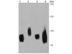 CD44 Monoclonal Antibody (A7-1), Huabio 100 &mu;L; Unconjugated:Antibodies,