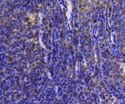 HSP90 Beta Monoclonal Antibody (2-1-G3), Huabio 100 &mu;L; Unconjugated:Antibodies,