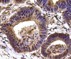HSP90 Beta Monoclonal Antibody (2-1-G3), Huabio 100 &mu;L; Unconjugated:Antibodies,