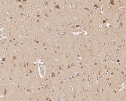 HSP90 Beta Monoclonal Antibody (2-1-G3), Huabio 100 &mu;L; Unconjugated:Antibodies,