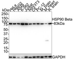 HSP90 Beta Monoclonal Antibody (2-1-G3), Huabio 100 &mu;L; Unconjugated:Antibodies,