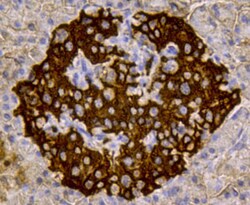 Insulin Monoclonal Antibody (A6-6), Huabio 100 &mu;L | Buy Online | HUABIO RESEARCH INC | Fisher Scientific