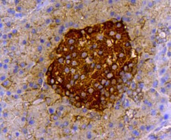 Insulin Monoclonal Antibody (A6-6), Huabio 100 &mu;L | Buy Online | HUABIO RESEARCH INC | Fisher Scientific
