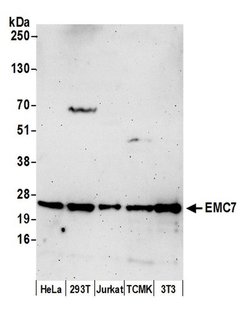 EMC7 Polyclonal Antibody, Bethyl Laboratories:Antibodies:Primary Antibodies