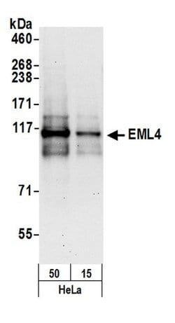 EML4 Polyclonal Antibody, Bethyl Laboratories:Antibodies:Primary Antibodies