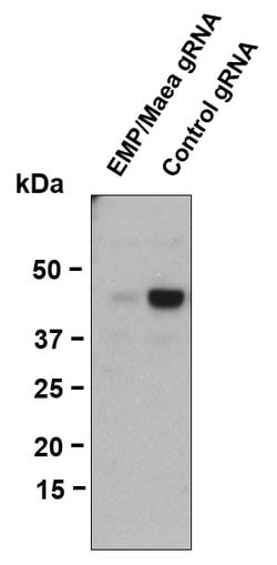 Invitrogen EMP Polyclonal Antibody 100 &mu;g; Unconjugated:Antibodies,