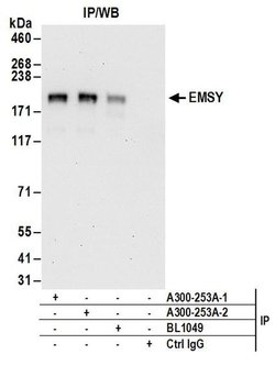 EMSY Rabbit anti-Human, Polyclonal, Bethyl Laboratories 100 &mu;L; Unconjugated:Antibodies,