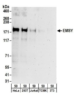 EMSY Rabbit anti-Human, Polyclonal, Bethyl Laboratories 100 &mu;L; Unconjugated:Antibodies,