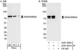 ENAH/MENA Rabbit anti-Human, Polyclonal, Bethyl Laboratories 100 &mu;L;