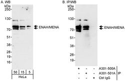 ENAH/MENA Rabbit anti-Human, Polyclonal, Bethyl Laboratories 100 &mu;L;