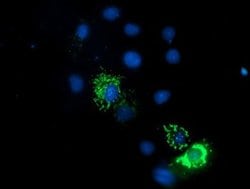 ENDOG Monoclonal Antibody (OTI5F1), TrueMAB , OriGene 30 &mu;L; Unconjugated:Anticorps,