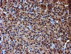 ENDOG Monoclonal Antibody (OTI5F1), TrueMAB , OriGene 30 &mu;L; Unconjugated:Anticorps,