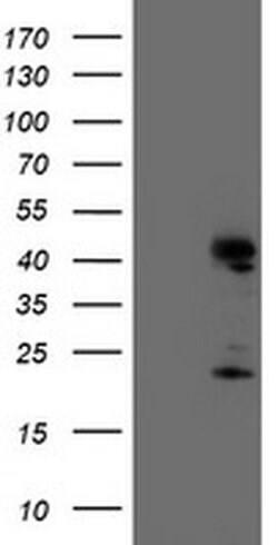 ENDOG Monoclonal Antibody (OTI5F1), TrueMAB , OriGene 30 &mu;L; Unconjugated:Anticorps,