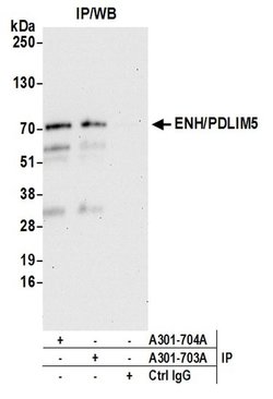 ENH/PDLIM5 Rabbit anti-Human, Polyclonal, Bethyl Laboratories 10 &mu;L;