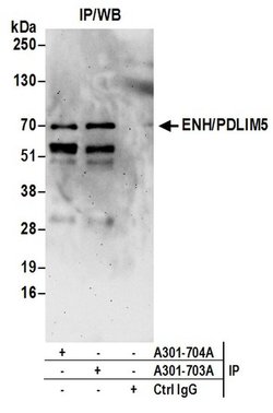ENH/PDLIM5 Rabbit anti-Human, Mouse, Polyclonal, Bethyl Laboratories 100