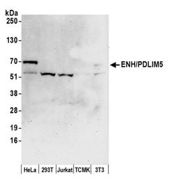 ENH/PDLIM5 Rabbit anti-Human, Mouse, Polyclonal, Bethyl Laboratories 100
