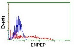 ENPEP Monoclonal Antibody (OTI1D1), TrueMAB , OriGene:Antibodies:Primary