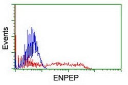 ENPEP Mouse anti-Human, Clone: OTI1D6, lyophilized, TrueMAB 100 &mu;g;