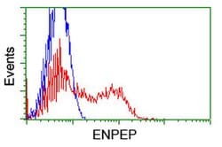 ENPEP Monoclonal Antibody (OTI1C4), TrueMAB , OriGene 30 &mu;L; Unconjugated:Antibodies,