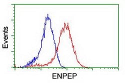 ENPEP Monoclonal Antibody (OTI1C4), TrueMAB , OriGene 30 &mu;L; Unconjugated:Antibodies,