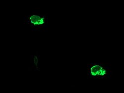ENPEP Mouse anti-Human, Clone: OTI1D6, lyophilized, TrueMAB 100 &mu;g;
