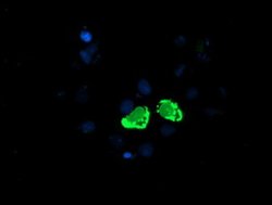 ENPEP Monoclonal Antibody (OTI3E7), TrueMAB , OriGene 30 &mu;L; Unconjugated:Antibodies,