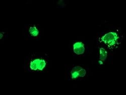 ENPEP Monoclonal Antibody (OTI1C4), TrueMAB , OriGene 30 &mu;L; Unconjugated:Antibodies,