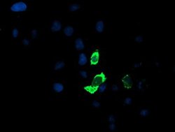 ENPEP Monoclonal Antibody (OTI1D4), TrueMAB , OriGene 100 &mu;L; Unconjugated:Antibodies,