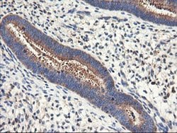ENPEP Monoclonal Antibody (OTI3E7), TrueMAB , OriGene 30 &mu;L; Unconjugated:Antibodies,