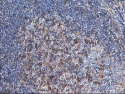 ENPEP Monoclonal Antibody (OTI3E7), TrueMAB , OriGene 30 &mu;L; Unconjugated:Antibodies,