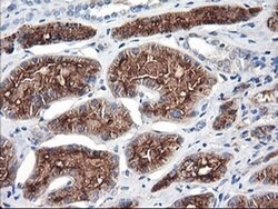 ENPEP Monoclonal Antibody (OTI3E7), TrueMAB , OriGene:Antibodies:Primary