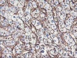 ENPEP Monoclonal Antibody (OTI3E7), TrueMAB , OriGene 30 &mu;L; Unconjugated:Antibodies,