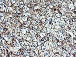 ENPEP Monoclonal Antibody (OTI1C4), TrueMAB , OriGene 30 &mu;L; Unconjugated:Antibodies,