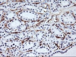 ENPEP Monoclonal Antibody (OTI1D4), TrueMAB , OriGene 100 &mu;L; Unconjugated:Antibodies,