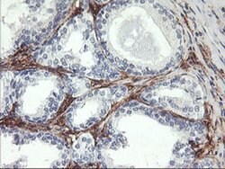 ENPEP Monoclonal Antibody (OTI1D4), TrueMAB , OriGene:Antibodies:Primary
