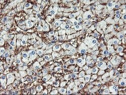 ENPEP Monoclonal Antibody (OTI1D4), TrueMAB , OriGene 100 &mu;L; Unconjugated:Antibodies,